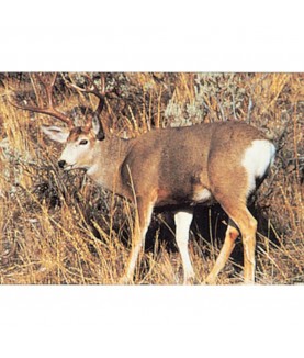 Delta McKenzie - Cible animalière Cerf Mule Deer 28"