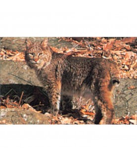 Delta McKenzie - Cible animalière Bobcat 21"