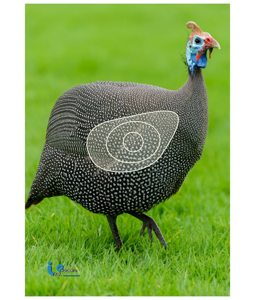 Blason 2D Ital Espanso Pintade