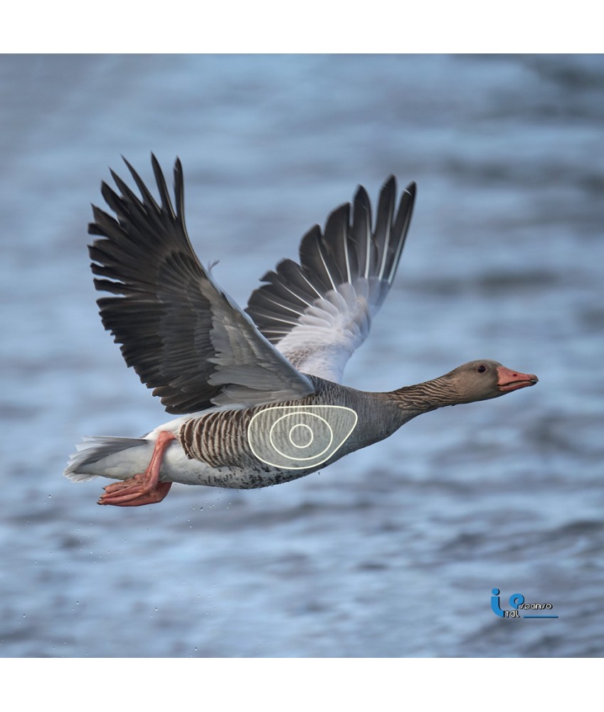 Blason 2D Ital Espanso Oie