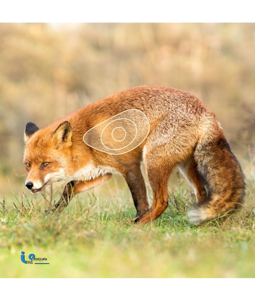 Blason 2D Ital Espanso Renard