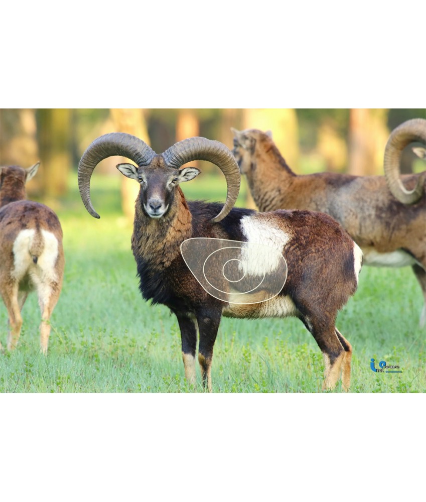 Blason 2D Ital Espanso Mouflon